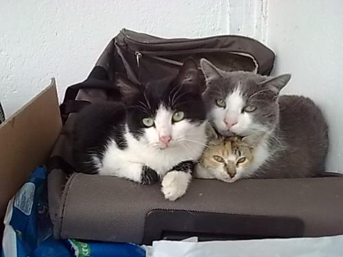 My 3 cats  - Aint that cute?