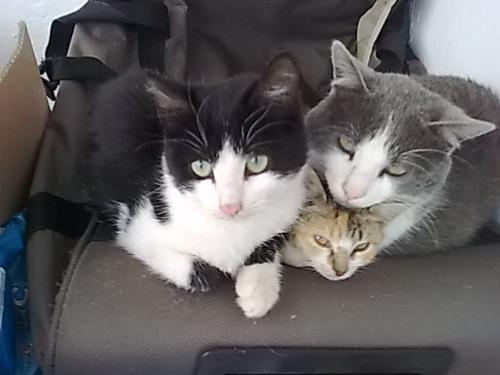 My cats - three little cute cats - Sweet, cute, nice