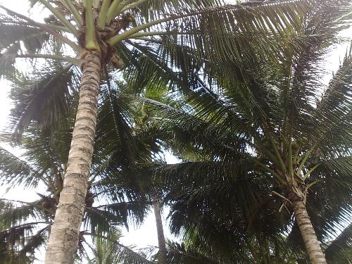 philippines - coconuts are abundant int he philippines