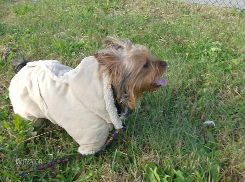 My baby boy DUNKIN's first winter suit. - My Yorkie, DUNKIN, wearing his new jumpsuit for the winter. He looks soo cute. He loved it.