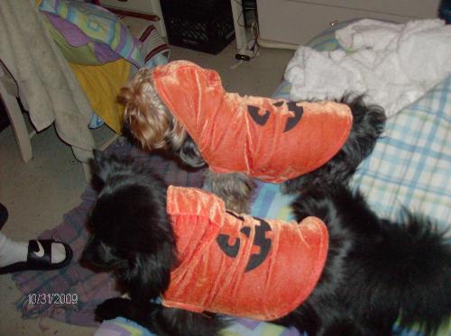 My boys ready for HALLOWEEN! - My two babies. Machito, a pomeranian. Dunkin, a Yorkie. Dressed up as Pumpkins for all hallos eve!