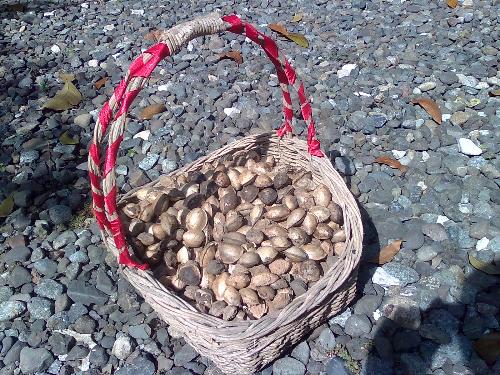Basket of Nuts - Whenever I see something that's out of the ordinary I take a snapshot of it! This basket of nuts really stood out while I was walking around an old church yard...