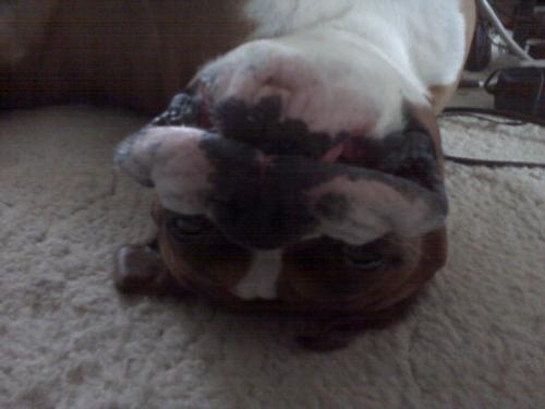 Sleepy Boxer - This is a picture of my boxer Mac who loves to sleep on his back