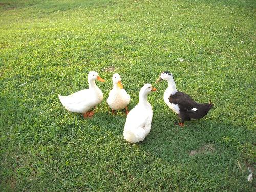 Ducks - Ducks I hatched and raised