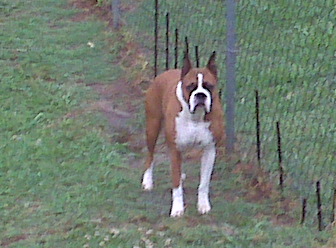 Pretty boxer - This is a picture of my boxer mac. He is a flashy fawn.