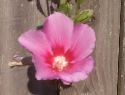 Purple Flower - Purple vine type flower growing over the fence.