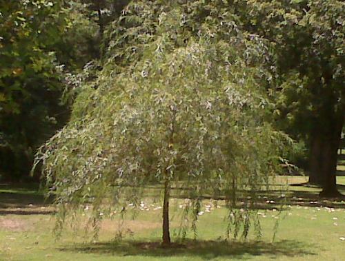 Weeping Willow - Weeping willow on the grounds at local museum.