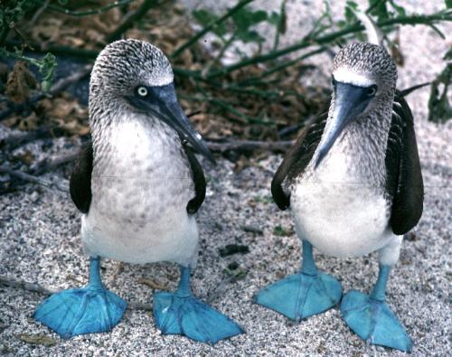 boobies - not freckled but they are definitely boobies
