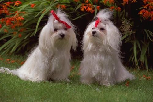 love - love of the two puppies
