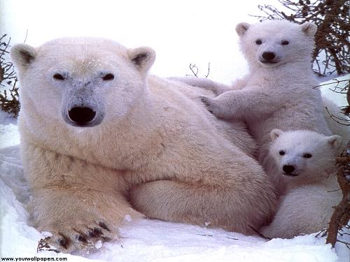 love - love of the bears