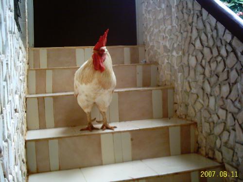 Pet Rooster - This pet rooster has been with us since 6 years. A very handsome guy and is a pleasure to own. His name is Gama. We had 5 pets, alpha, beta, gama, teeta and omega of which we now have only Gama
