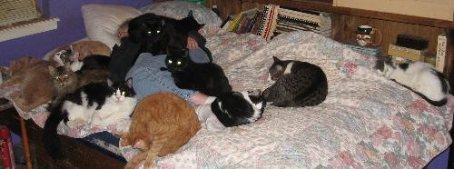 'cat' nap - me and a few of the cats