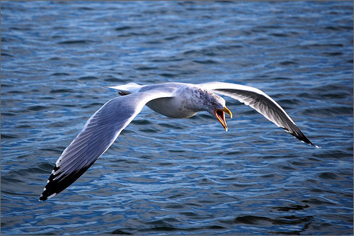Fly High - The picture shows effort, determination, confidence or all the words that describes a bird. But this picture will really show us that not only birds can can reach the top or the highest level in our life. Even us can reach our highest dream if we just believe, and strive for that dream like what a bird does.