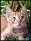 cat - a brown color cat