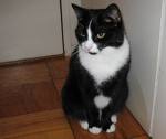 cats - a black and a white cat