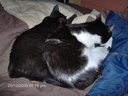 Felix and Shadow - Awwwww :)