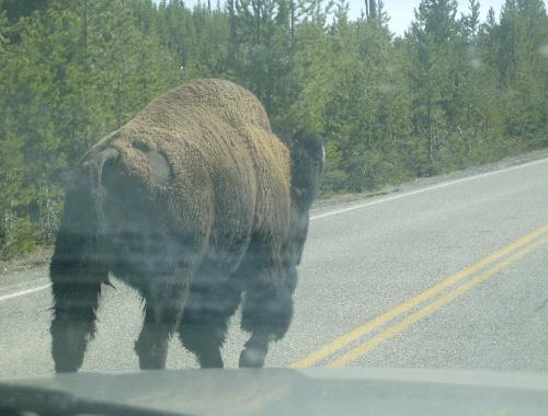 buffalo - lol look how close we got to this buffalo he's just siting there minding his own bisness in the middle of the road lol