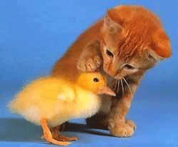 cat patting a chick - cat patting achick