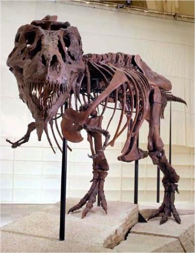 Tyrannosaurus Rex - One of the most notorius of Dinosauria, Tyrannosaurus Rex (Tyrannt Lizard King) Is an amazing creature, of monolithic proportions. The dominant predator of its time, and one of the most terrible of lizards ever. Heck Yes. I love Tyrannosaurus Rex the Lizard King, Who can do anything. This particular skeleton is named Sue, and was found in northern USA.