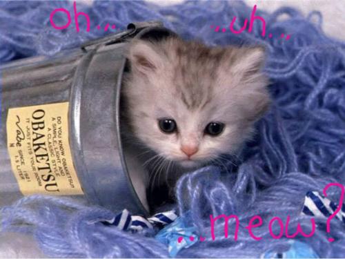 a lovely cat - a pet is more of a child than an animal to them and pets have been a part of their life.