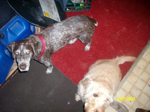 Neighbors dogs - These are my neighbors dogs who visit daily.