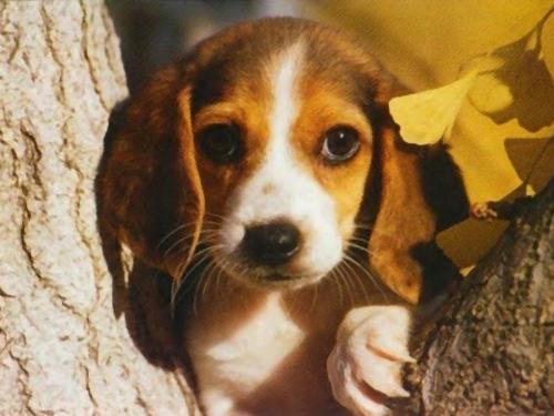 dog - a dog on the tree