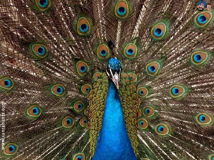 enjoy life - seeing the cloud the peacock is dancing