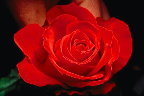 enjoy life - picture of rose
