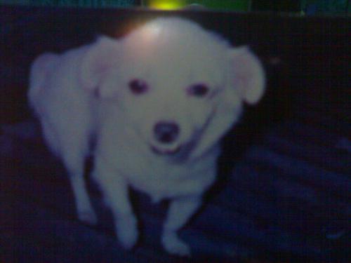 my kailah - my first loving dog... kailah