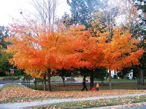 Fall foilage in Arkansas - I thought these trees in a park in Hot Springs, Arkansas were gorgeous!