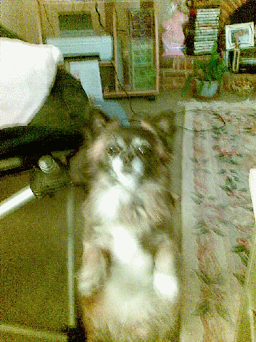 Pleassssssssssssssssssssssssse  - Gissi3 can't live me as he has to stay with his Mum