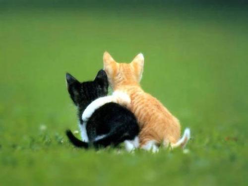 Hugging Kitty - be nice friendship and have best friend