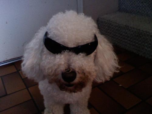 Philippe - Cool Bichon Frise.