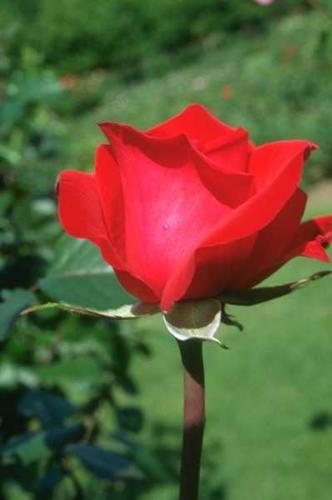 life - a rose flower