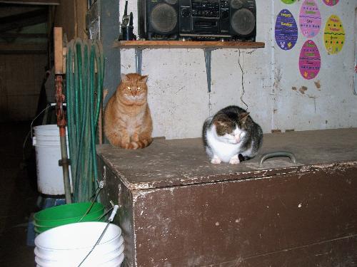 Fat barn cats - Aspen and Beethoven