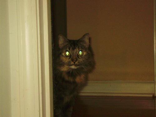 cat - cat peeking around the corner (camera shy)