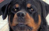 Panther 2009 - Recent photo of 'Panther - The Rottweiler'