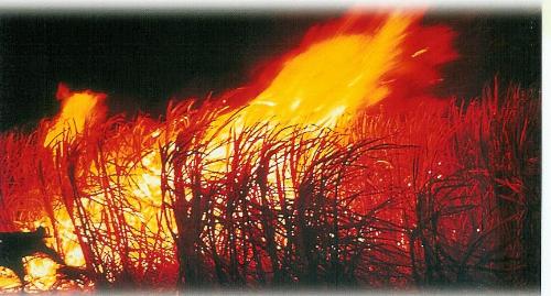 Cane fire - Burning sugar cane before harvest