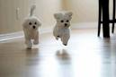 Puppies - My Lovable puppies