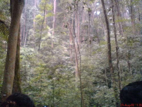 tropical rainforest malaysia - beautiful tropical rainforest in malaysia