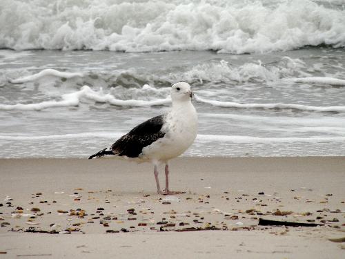 Seagull - Seagull walking in the waves at the beach.