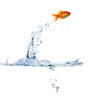 Jumping Goldfish - Hello this is an image of an Goldfish where it pops out of the water due to excitment.