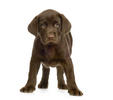 Puppy. - Hello this is an Image of an Dog puppy, Labrador.The image is cute and nice.
