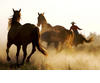 Horses - Hello this is an image of horses.
