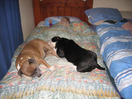 Josie & Boof in bed with my daughter - This is a photo of my dogs in bed with my 2 year old daughter.