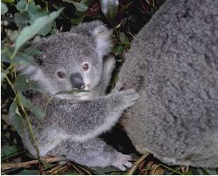 Koalas - A baby koala with its mum