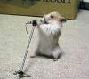 Singing mouse - Animals can be quite a treat if trained
