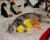sleeping cat - A day in a cat's life can be quite interesting and absorbing.