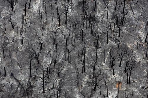 burnt out bushland - part of the 1600 square miles of burnt out bush