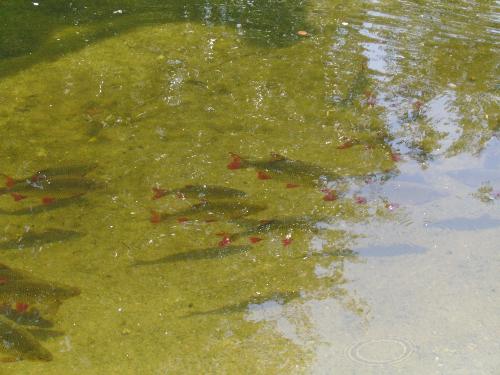 Fish in St. James Park - The fish was overjoyed by the summer season and the warm sun of august this year when we visited London.